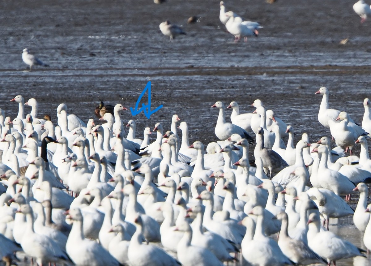 Ross's Goose - ML643462024