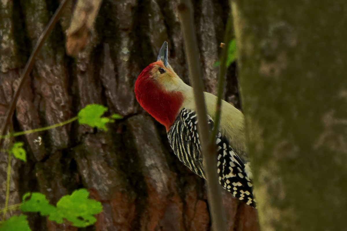 Red-bellied Woodpecker - ML643462040