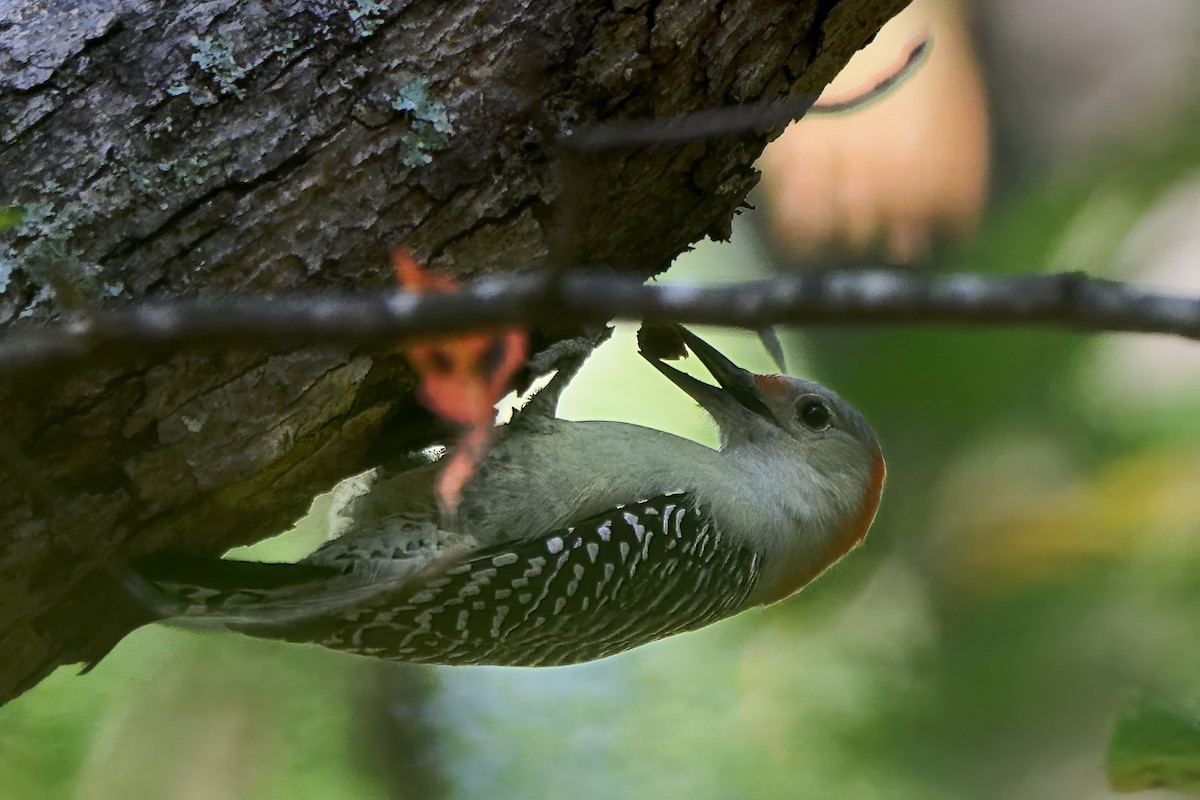 Red-bellied Woodpecker - ML643462041