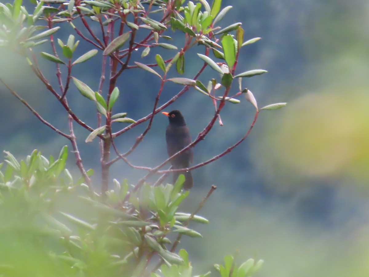 Glossy-black Thrush - ML643462044