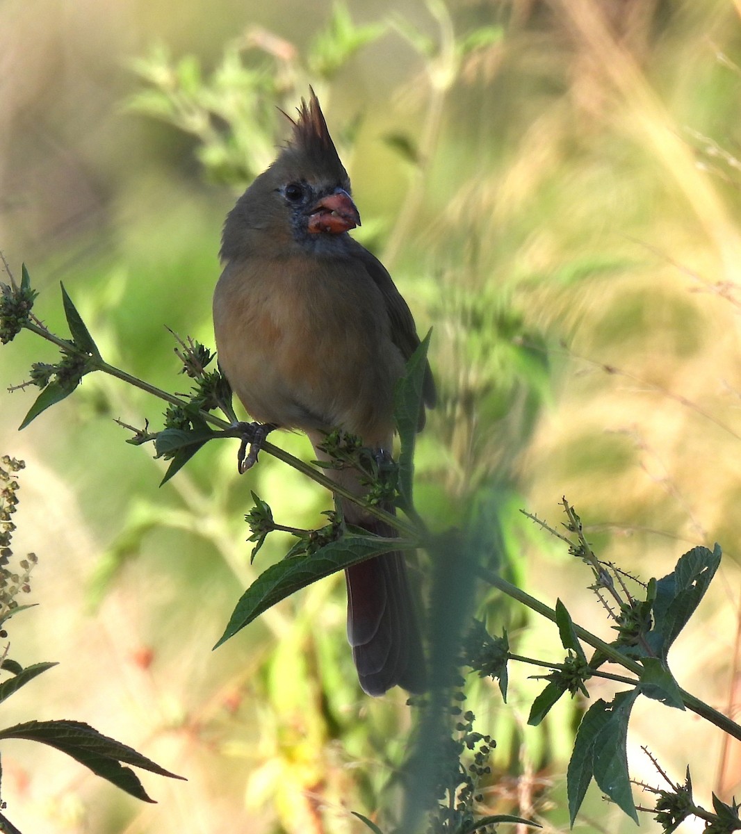 Northern Cardinal - ML643462048