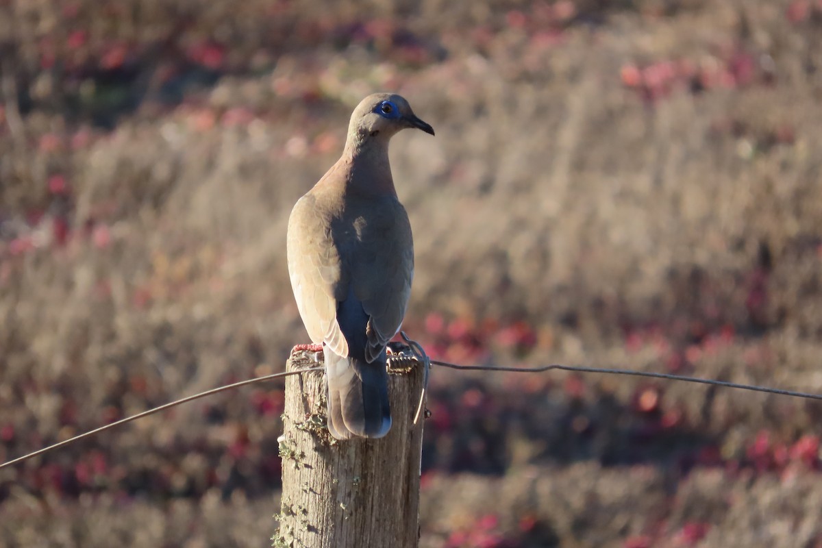 West Peruvian Dove - ML643462050