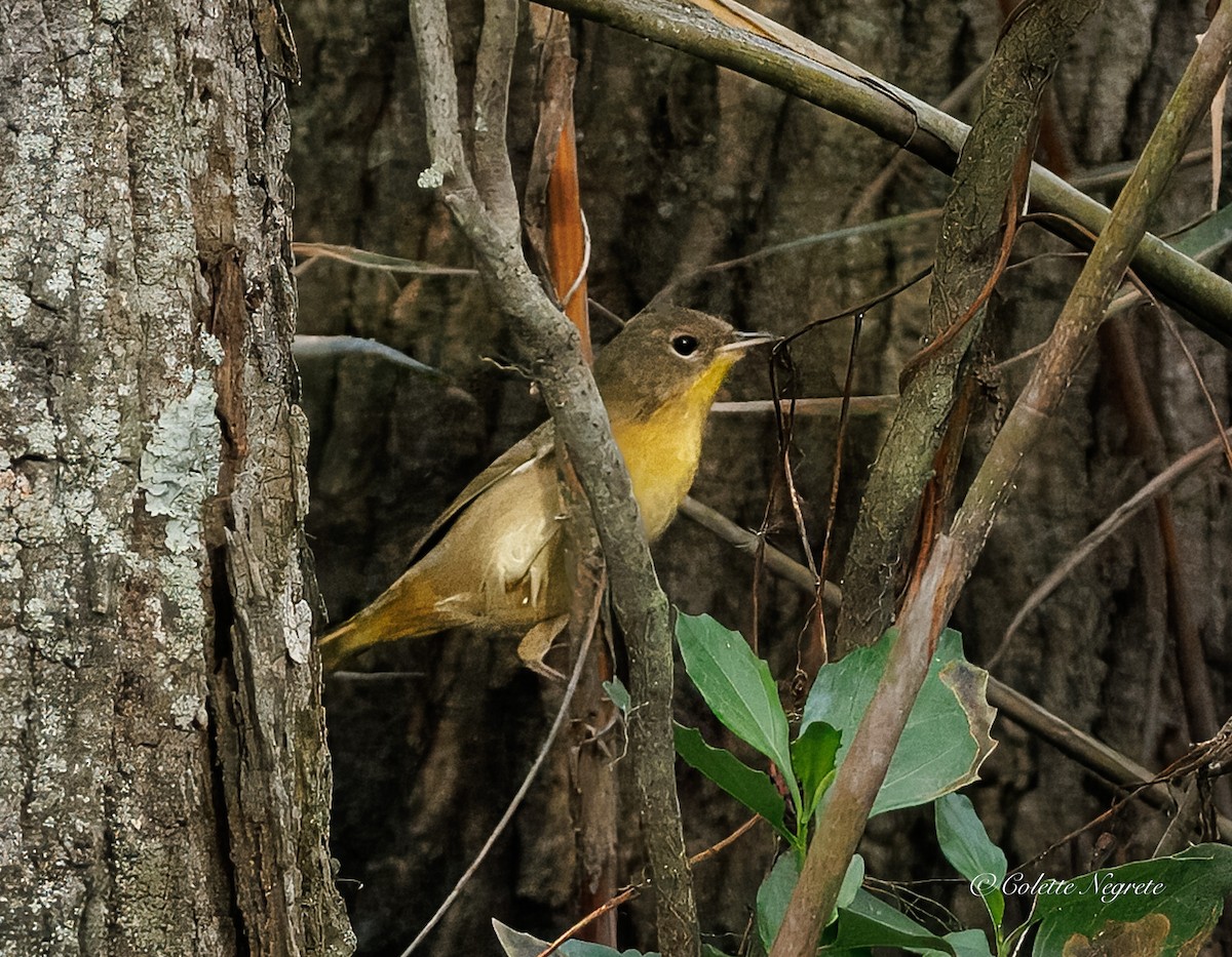Common Yellowthroat - ML643462054