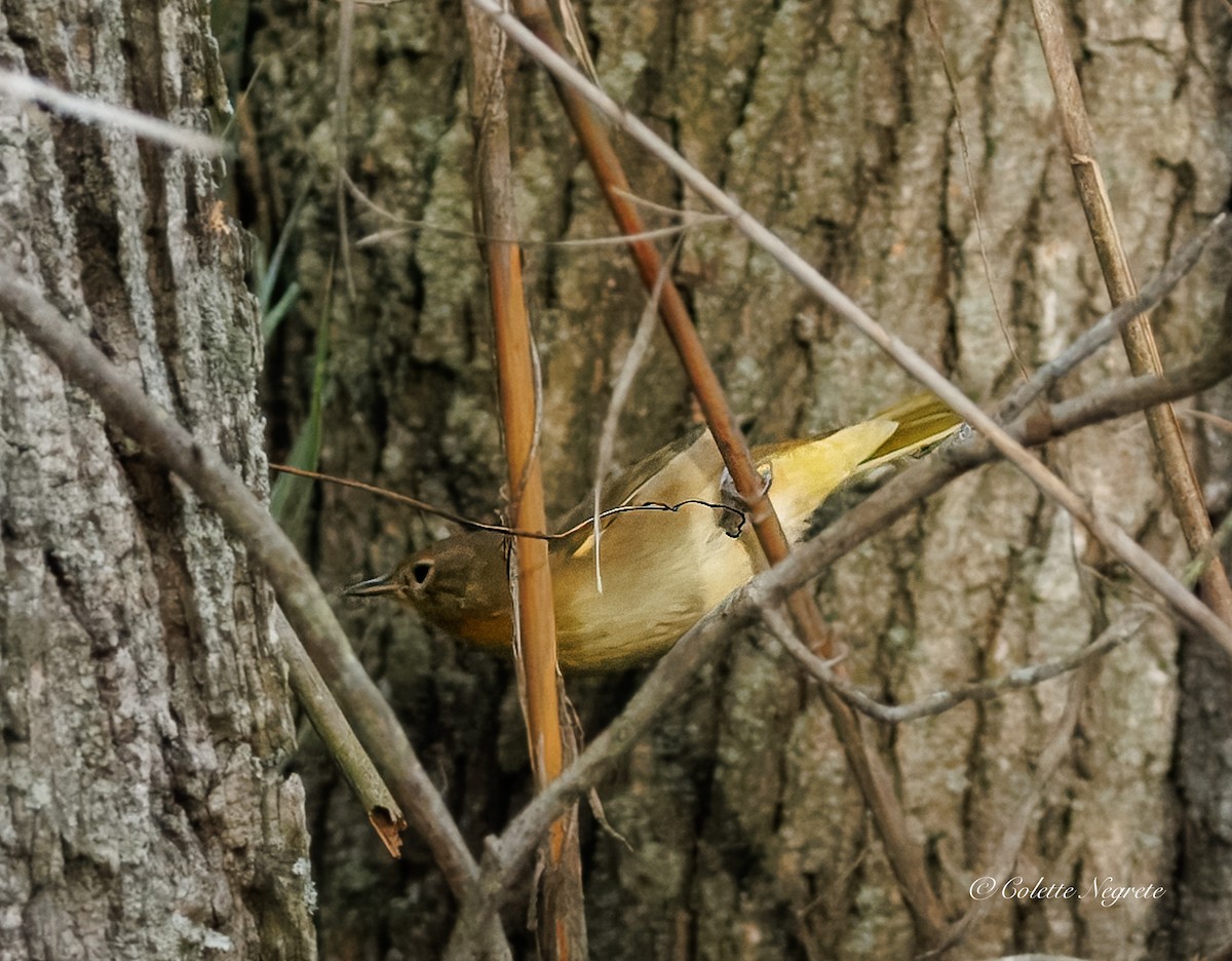 Common Yellowthroat - ML643462055