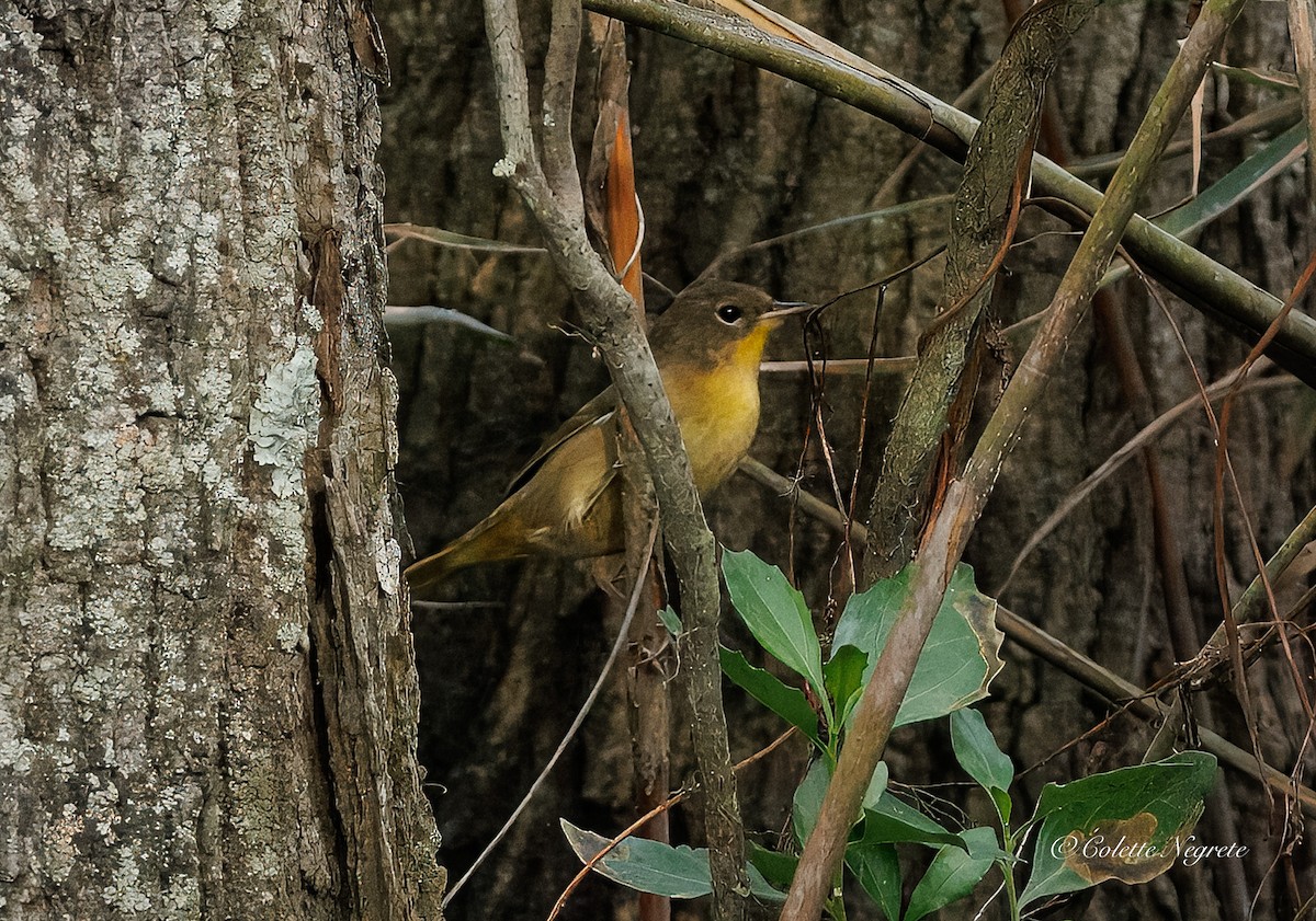 Common Yellowthroat - ML643462056