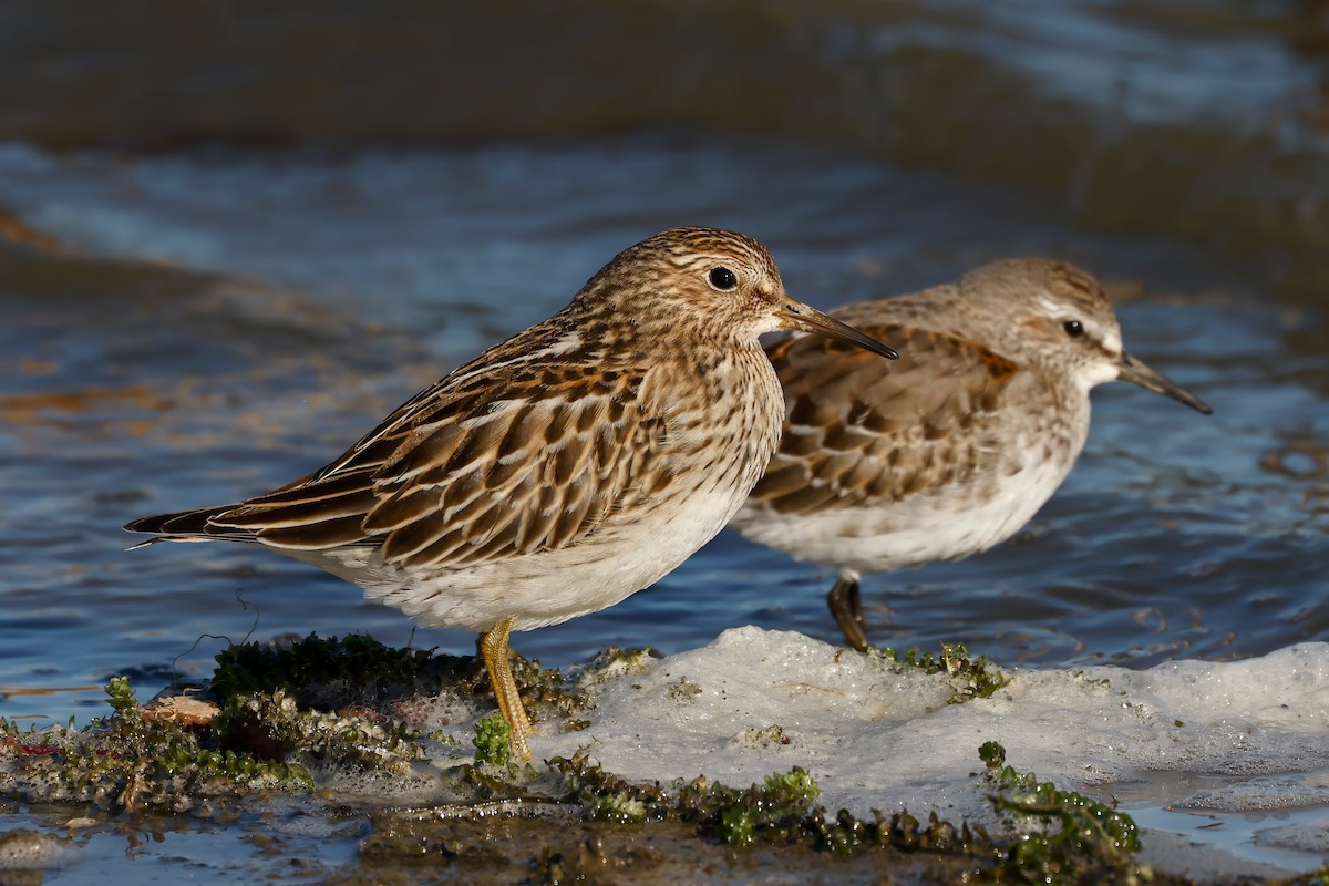 Pectoral Sandpiper - ML643462059
