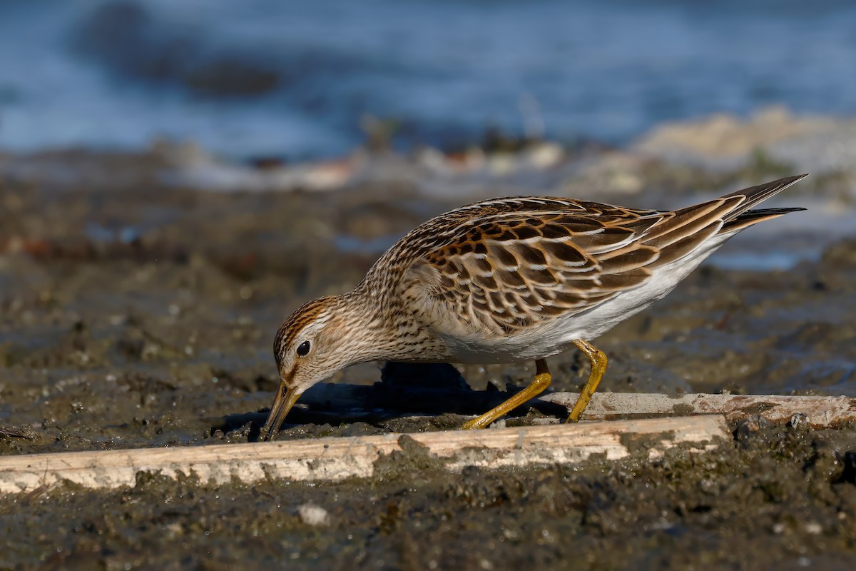 Pectoral Sandpiper - ML643462062