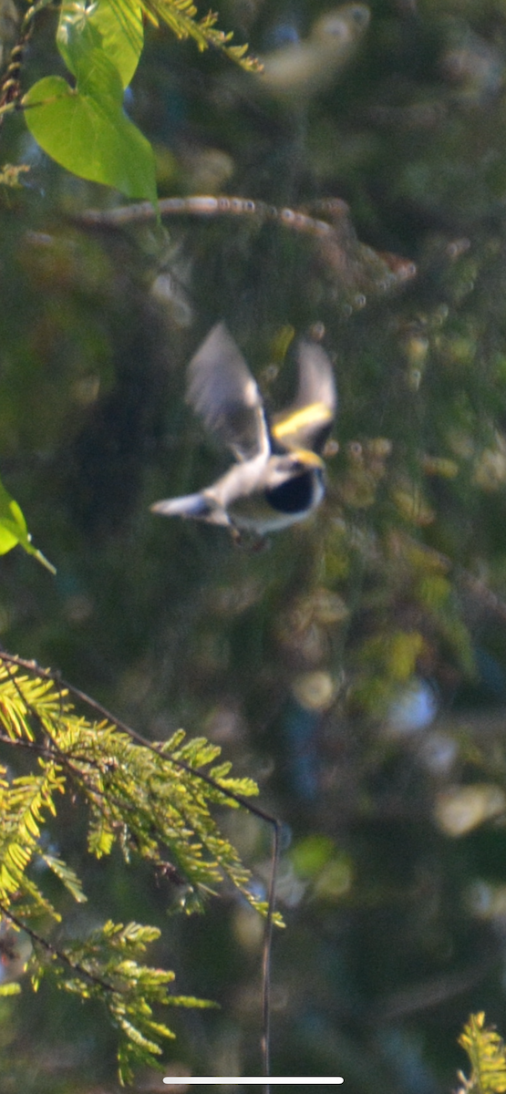 Golden-winged Warbler - ML643462066