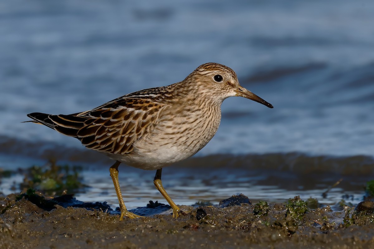 Pectoral Sandpiper - ML643462068