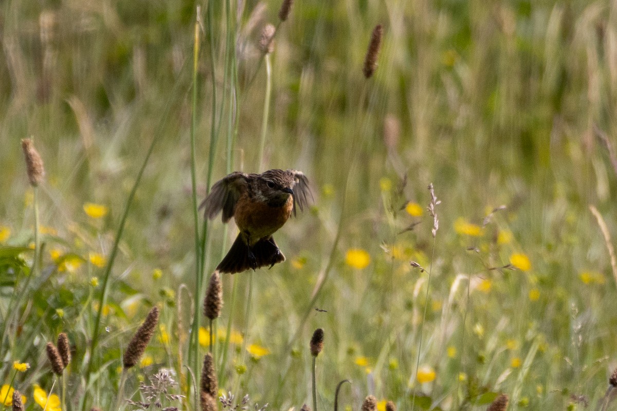 European Stonechat - ML643462070