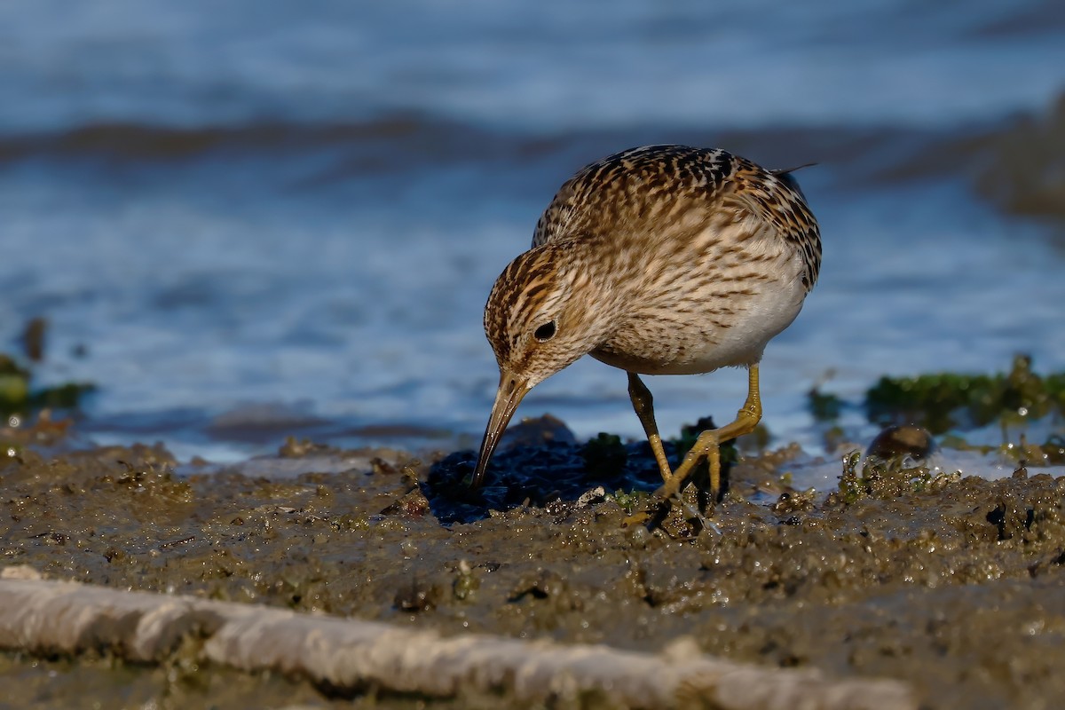 Pectoral Sandpiper - ML643462072