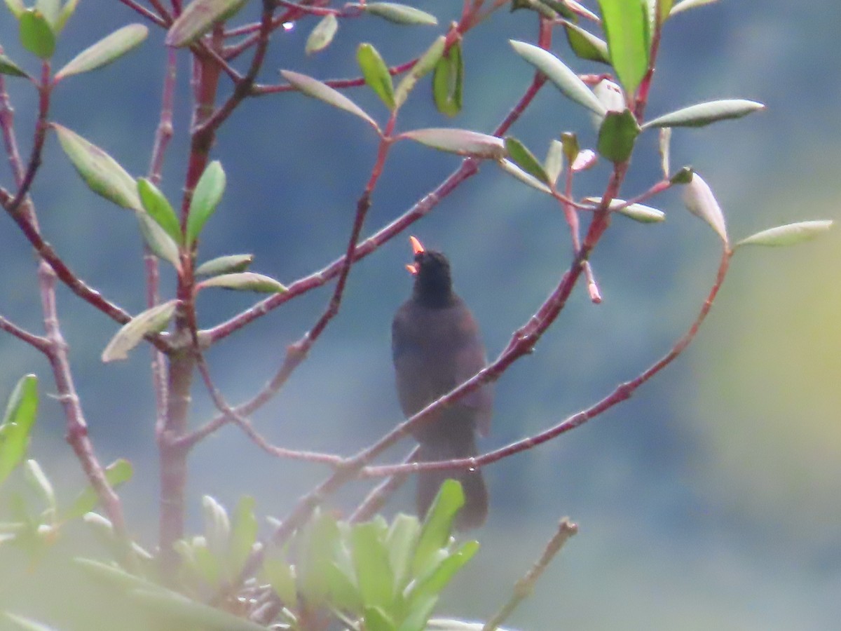 Glossy-black Thrush - ML643462073