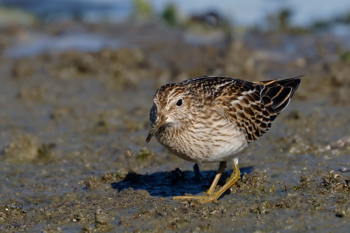 Pectoral Sandpiper - ML643462075