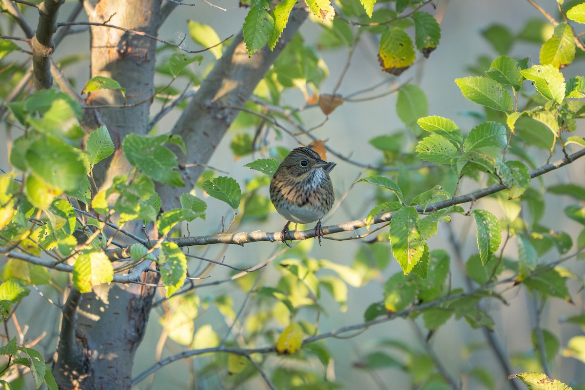 Lincoln's Sparrow - ML643462076