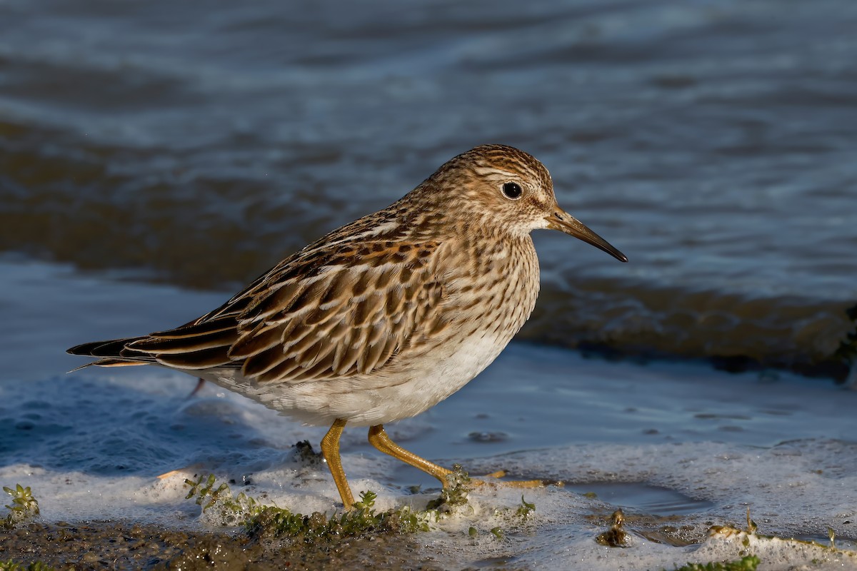 Pectoral Sandpiper - ML643462077