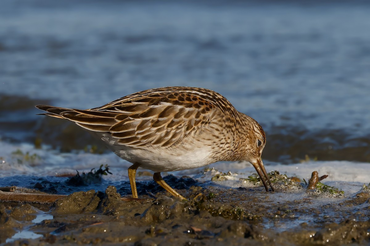 Pectoral Sandpiper - ML643462080