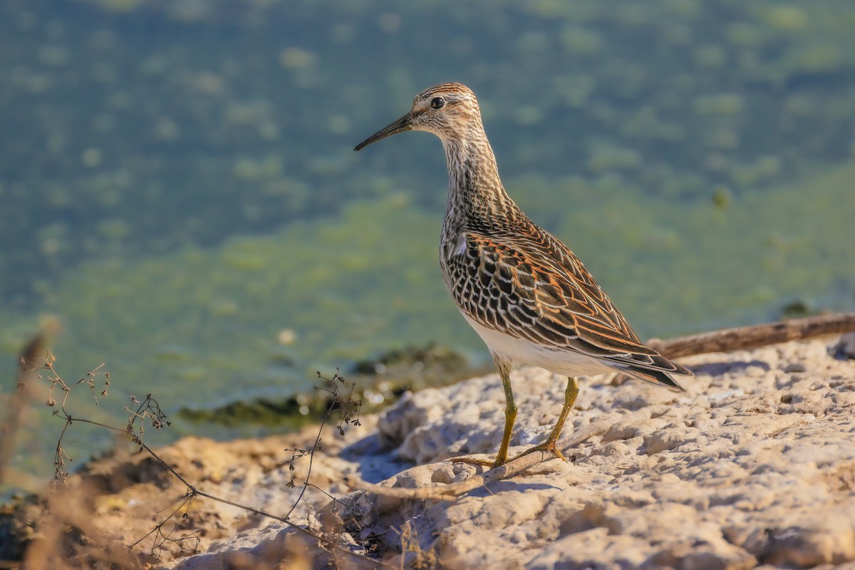 Pectoral Sandpiper - ML643462082
