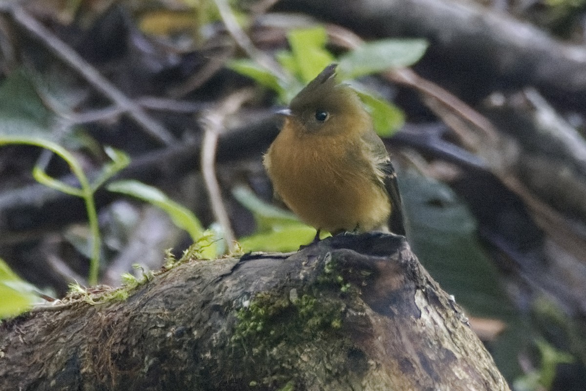 Tufted Flycatcher - ML643462096