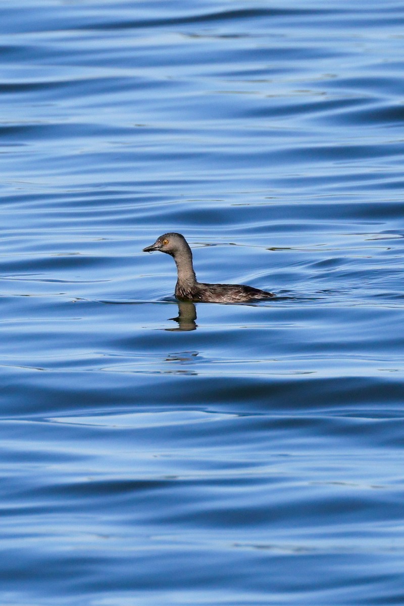 Least Grebe - ML643462098