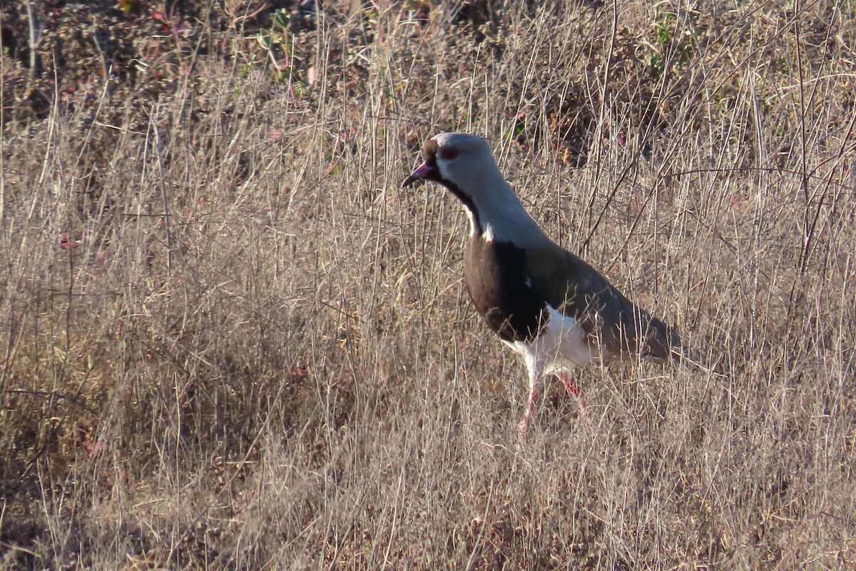 Southern Lapwing - ML643462126