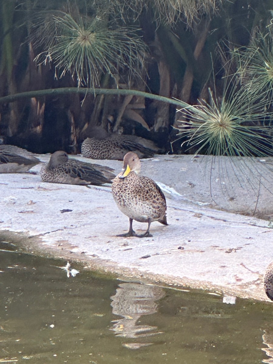 Yellow-billed Pintail - ML643462131