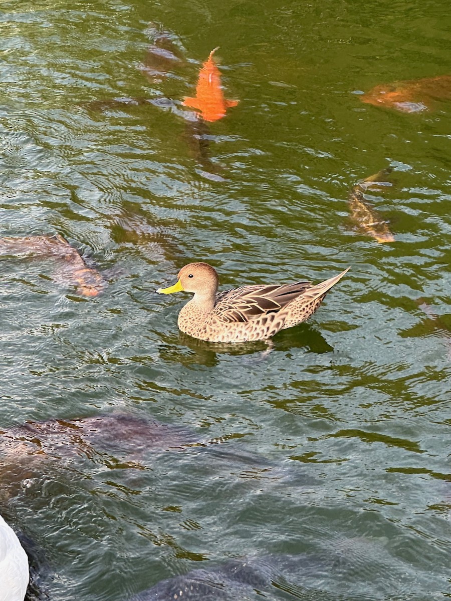 Yellow-billed Pintail - ML643462146