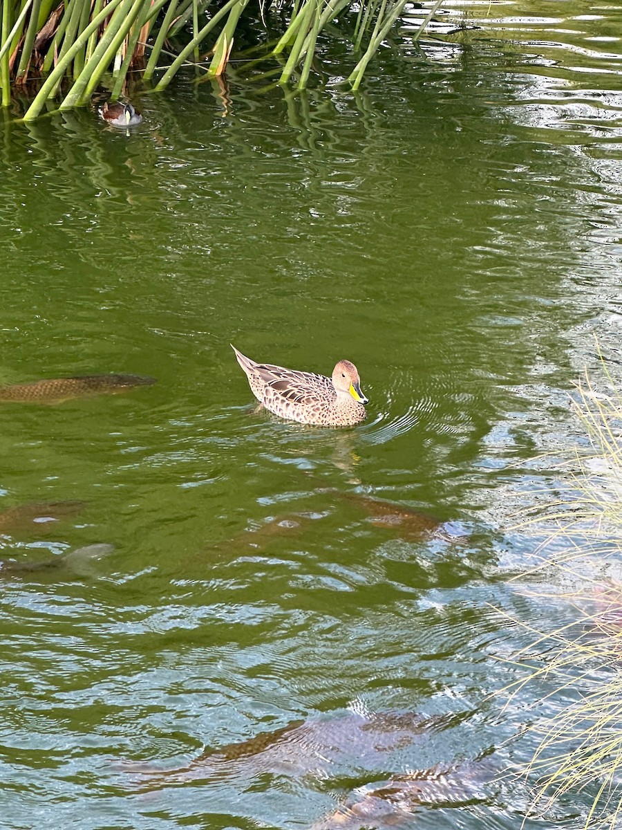 Yellow-billed Pintail - ML643462147