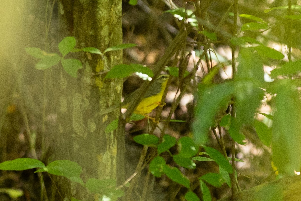 Flavescent Warbler - ML643462150
