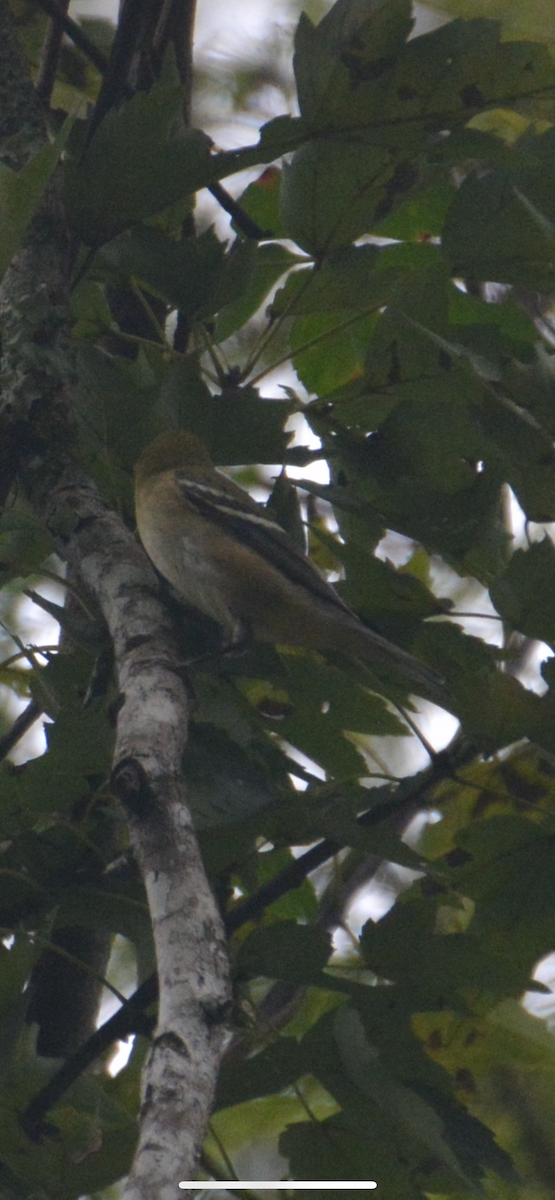 Bay-breasted Warbler - ML643462152