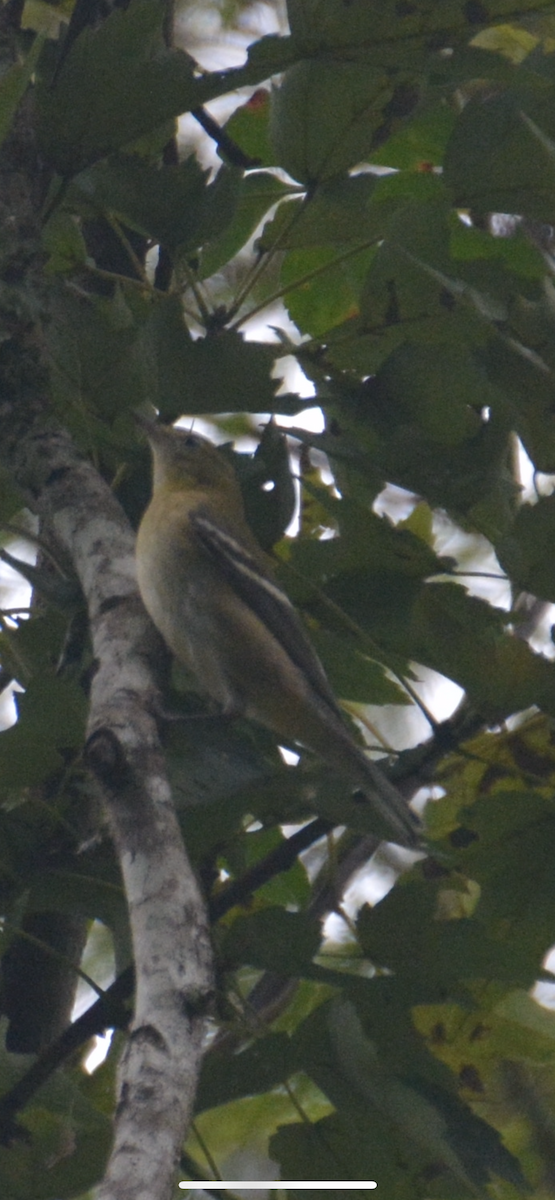 Bay-breasted Warbler - ML643462153