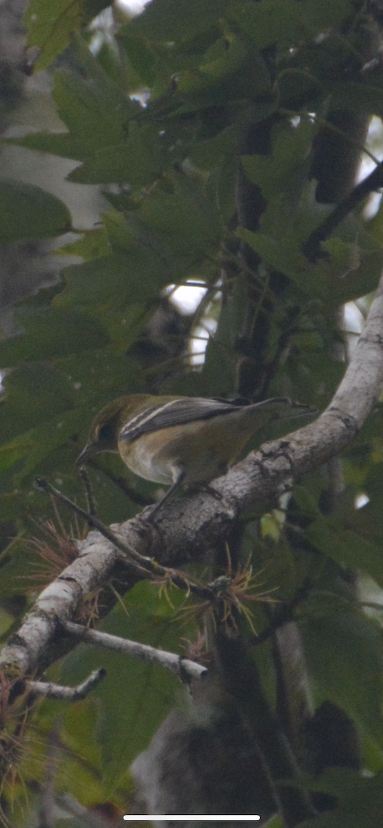Bay-breasted Warbler - ML643462155