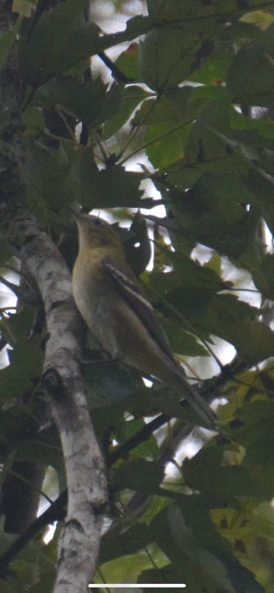 Bay-breasted Warbler - ML643462156