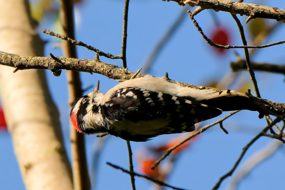 Downy Woodpecker - ML643462157