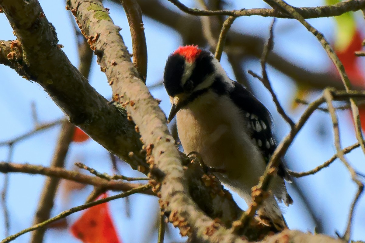 Downy Woodpecker - ML643462159