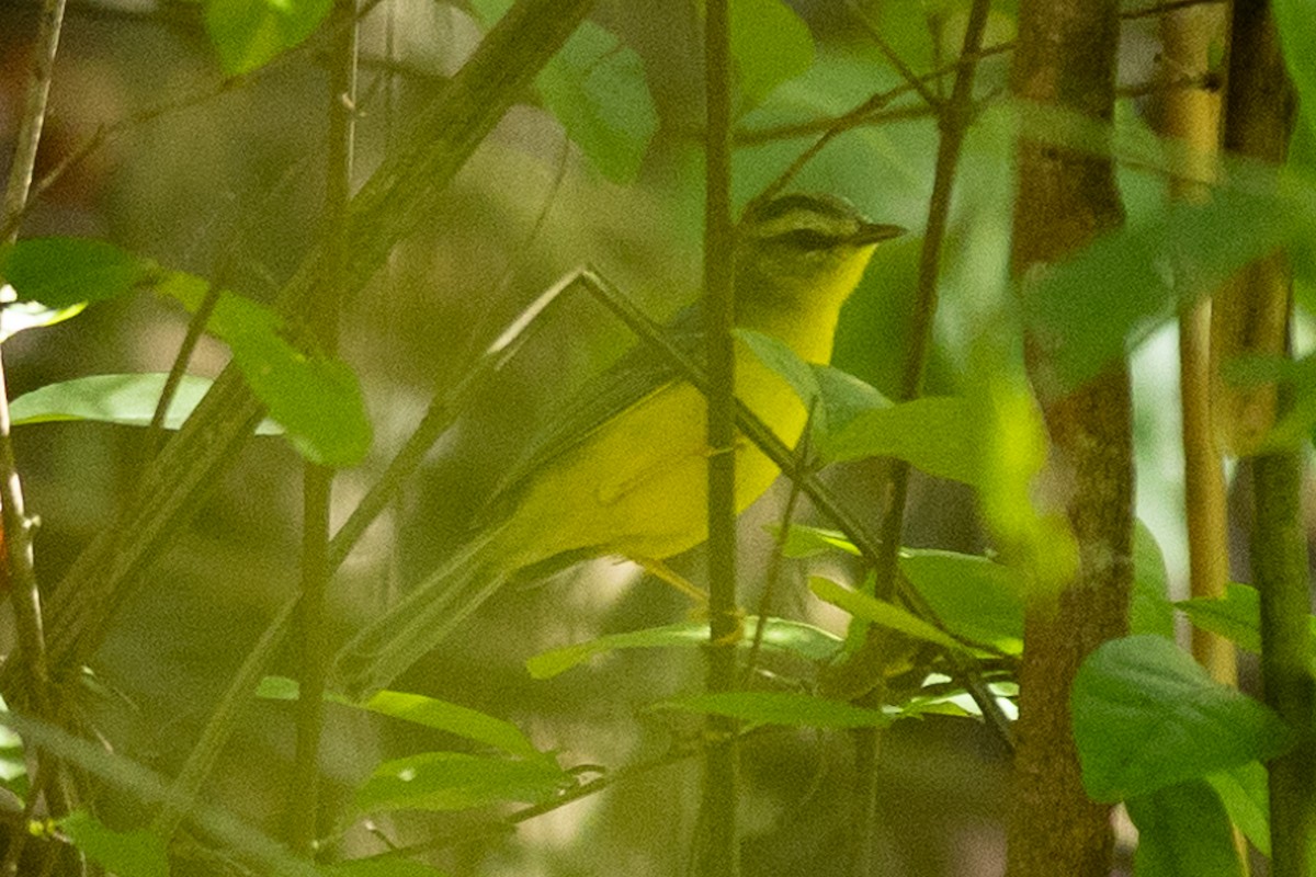 Flavescent Warbler - ML643462168