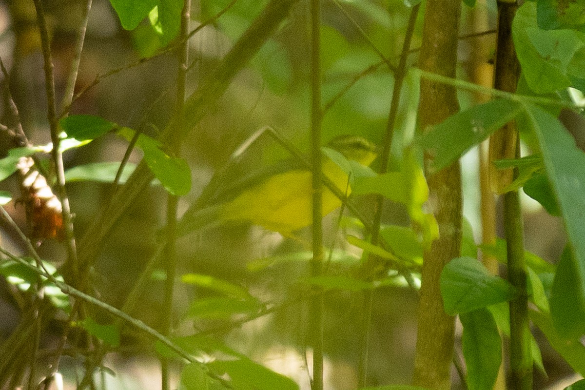 Flavescent Warbler - ML643462176