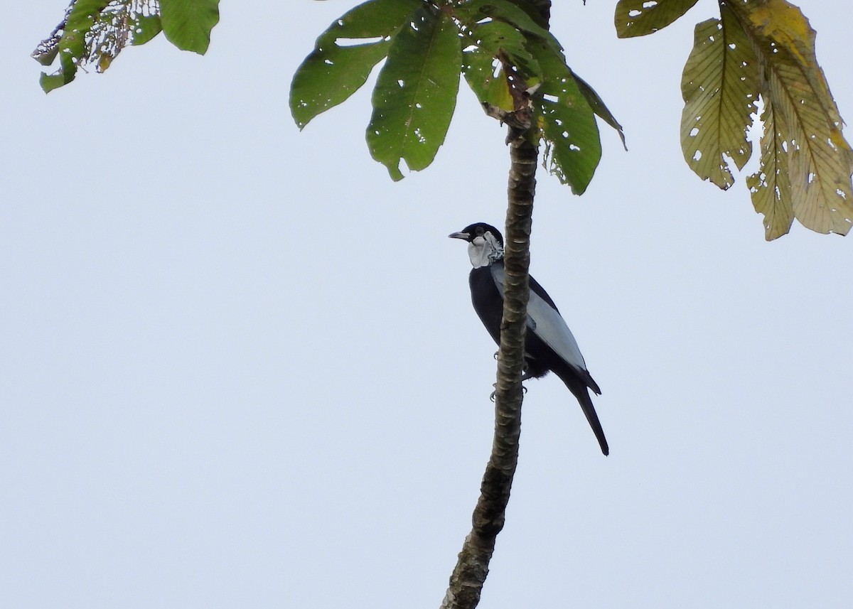 Bare-necked Fruitcrow - ML643462177