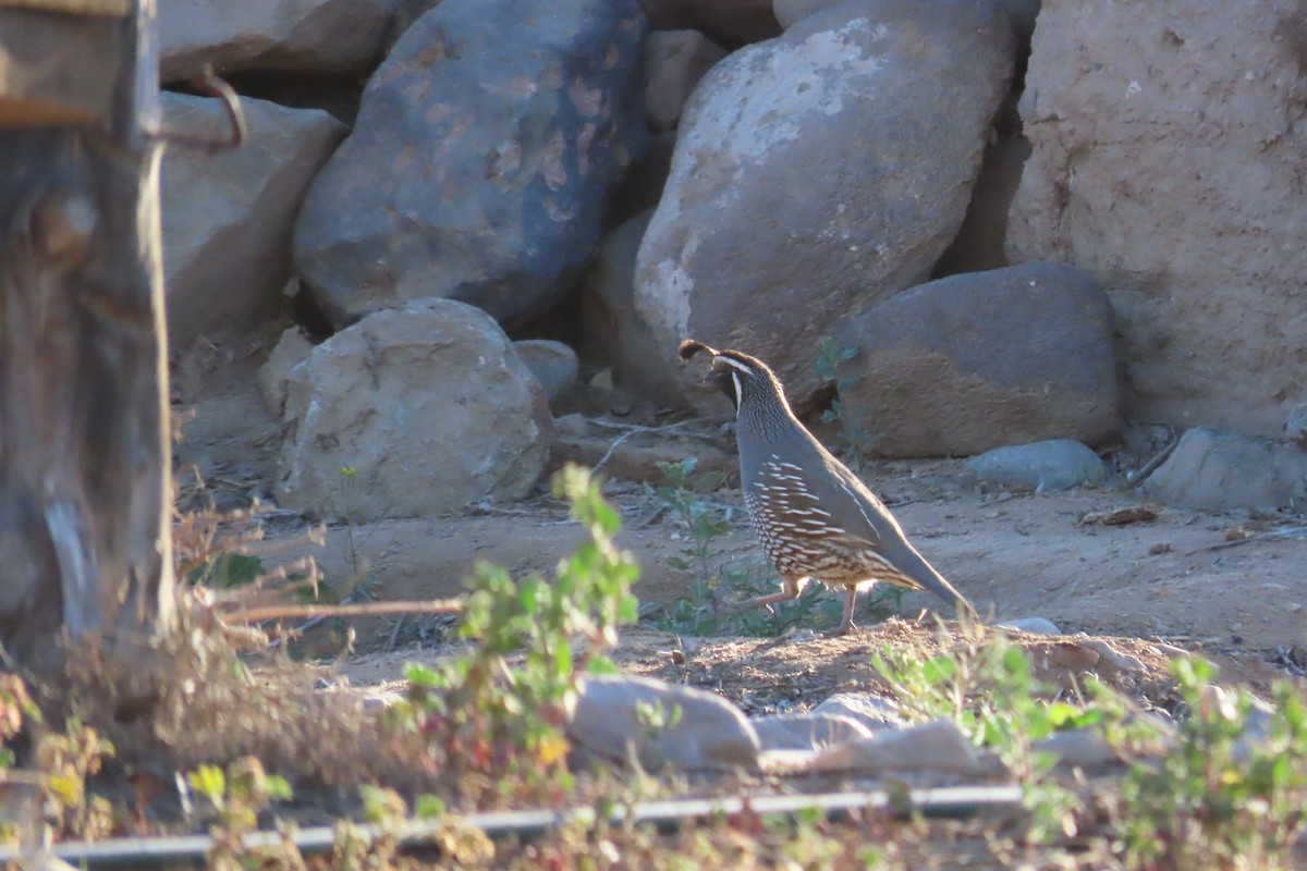 California Quail - ML643462191