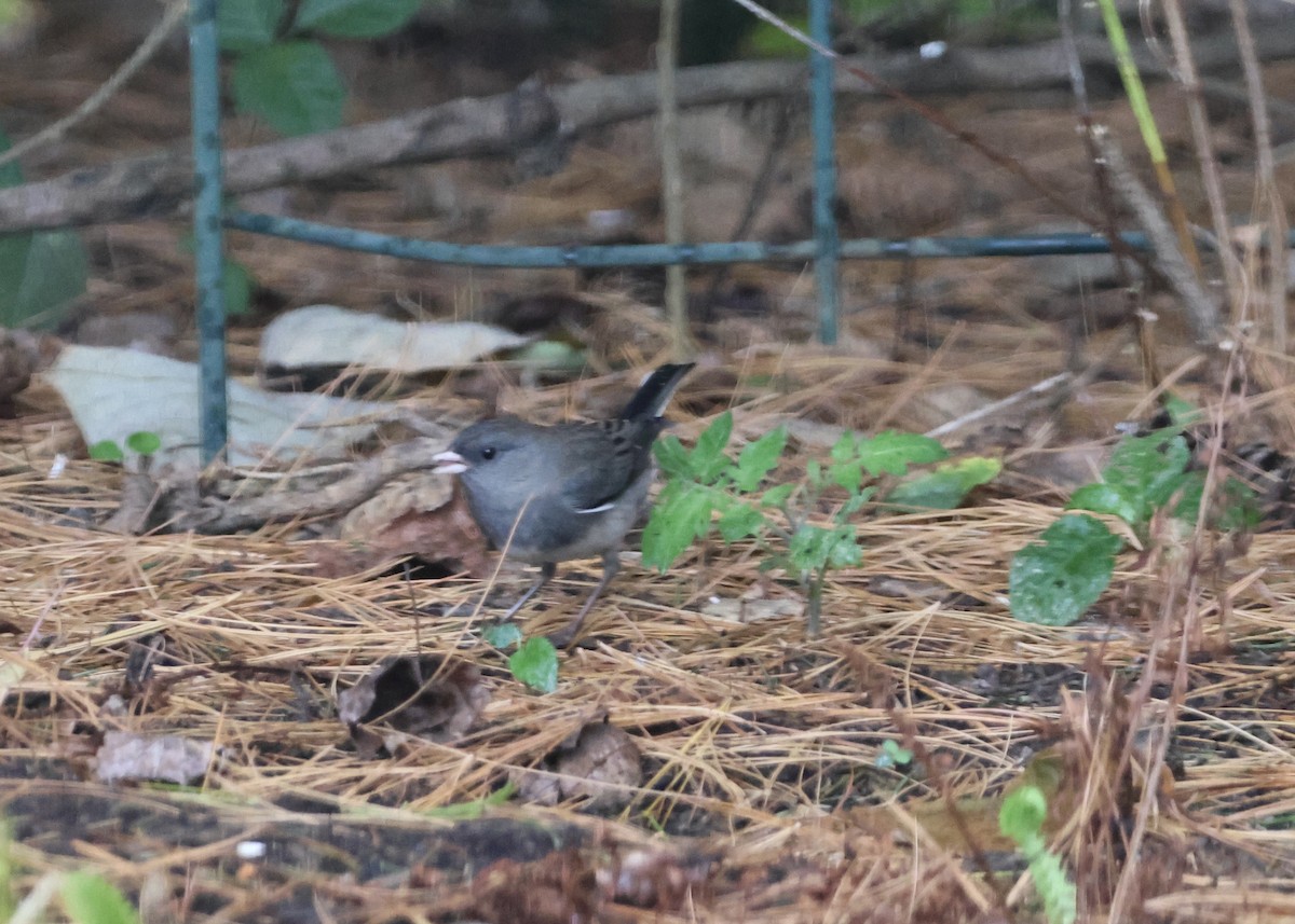 Dark-eyed Junco (Slate-colored) - ML643462207