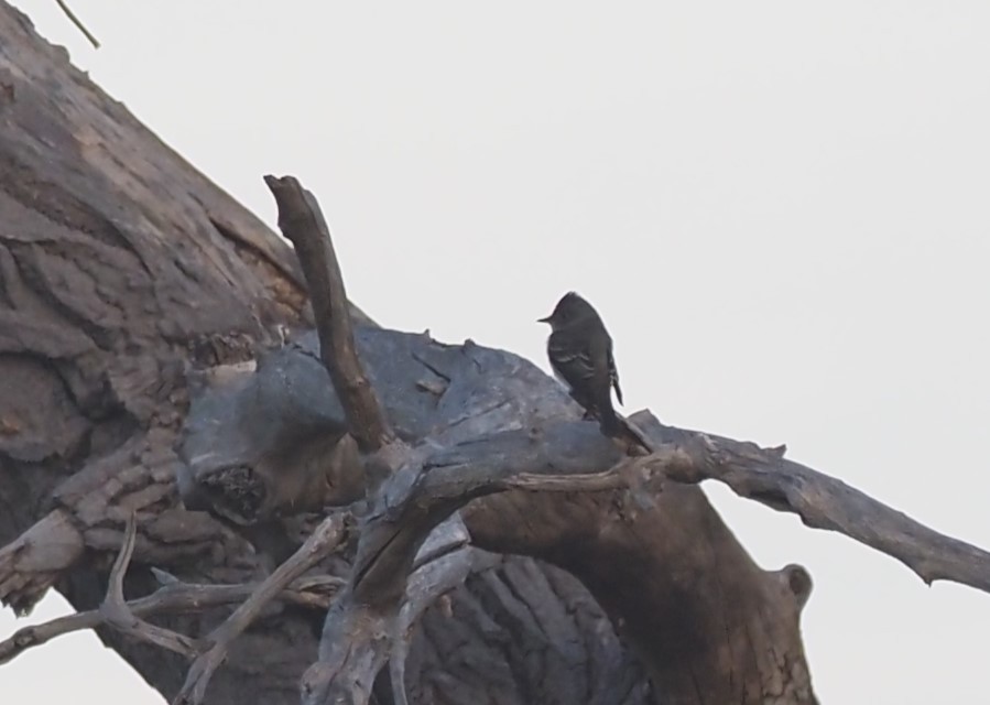 Western Wood-Pewee - ML643462210