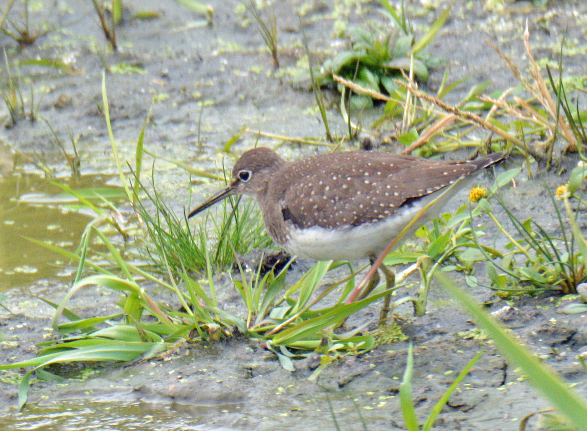 Solitary Sandpiper - ML643462220