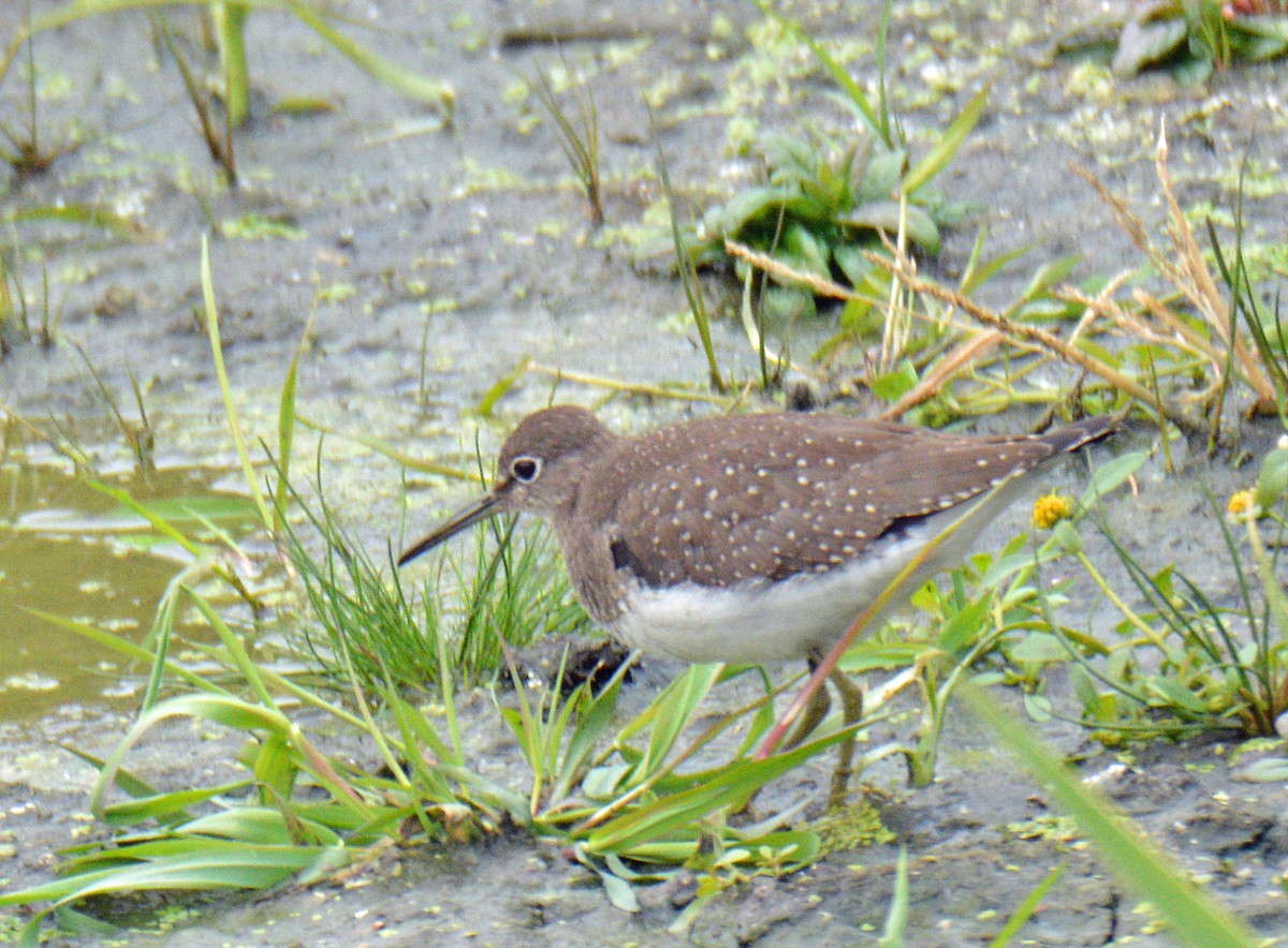 Solitary Sandpiper - ML643462221