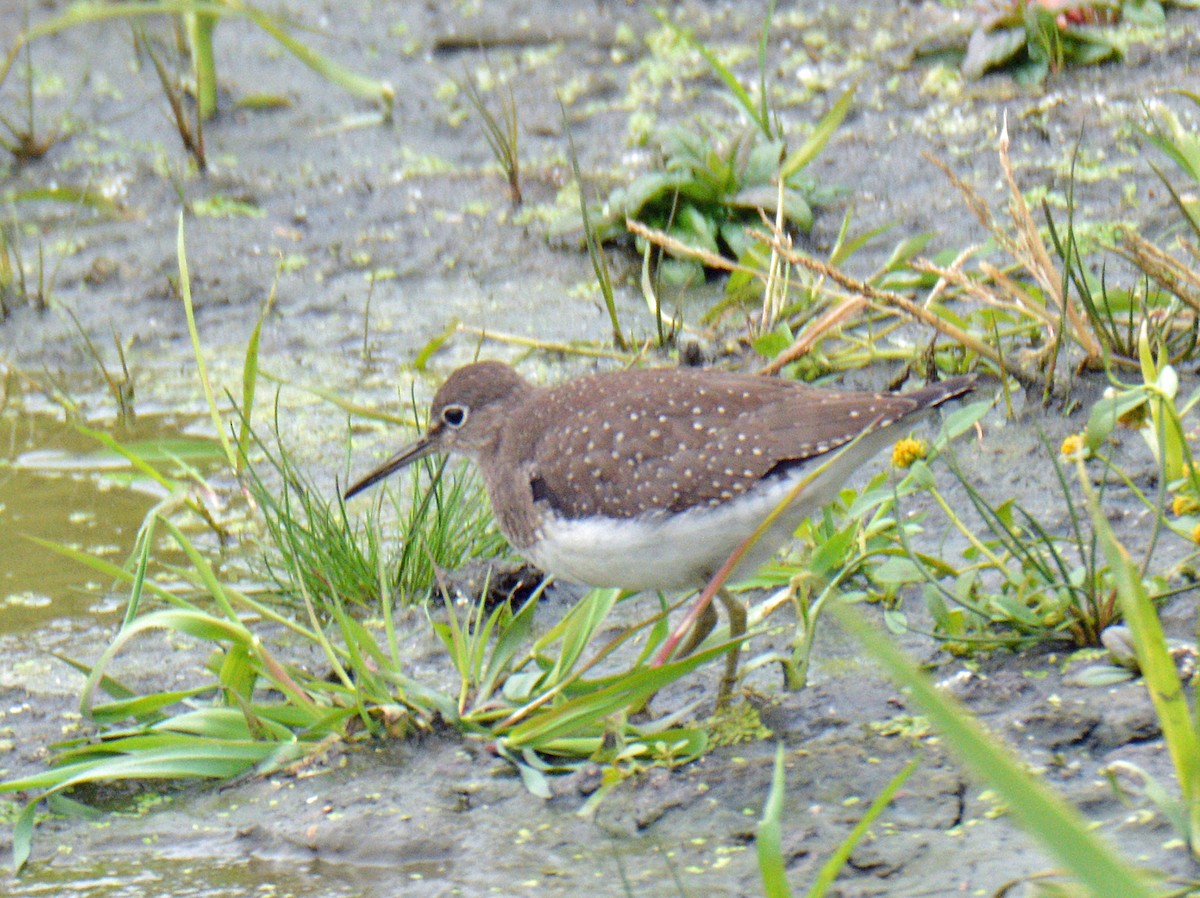Solitary Sandpiper - ML643462222