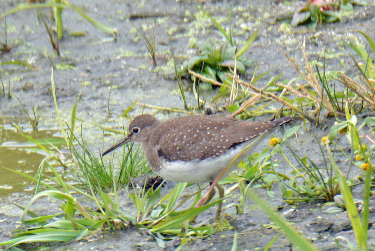 Solitary Sandpiper - ML643462223