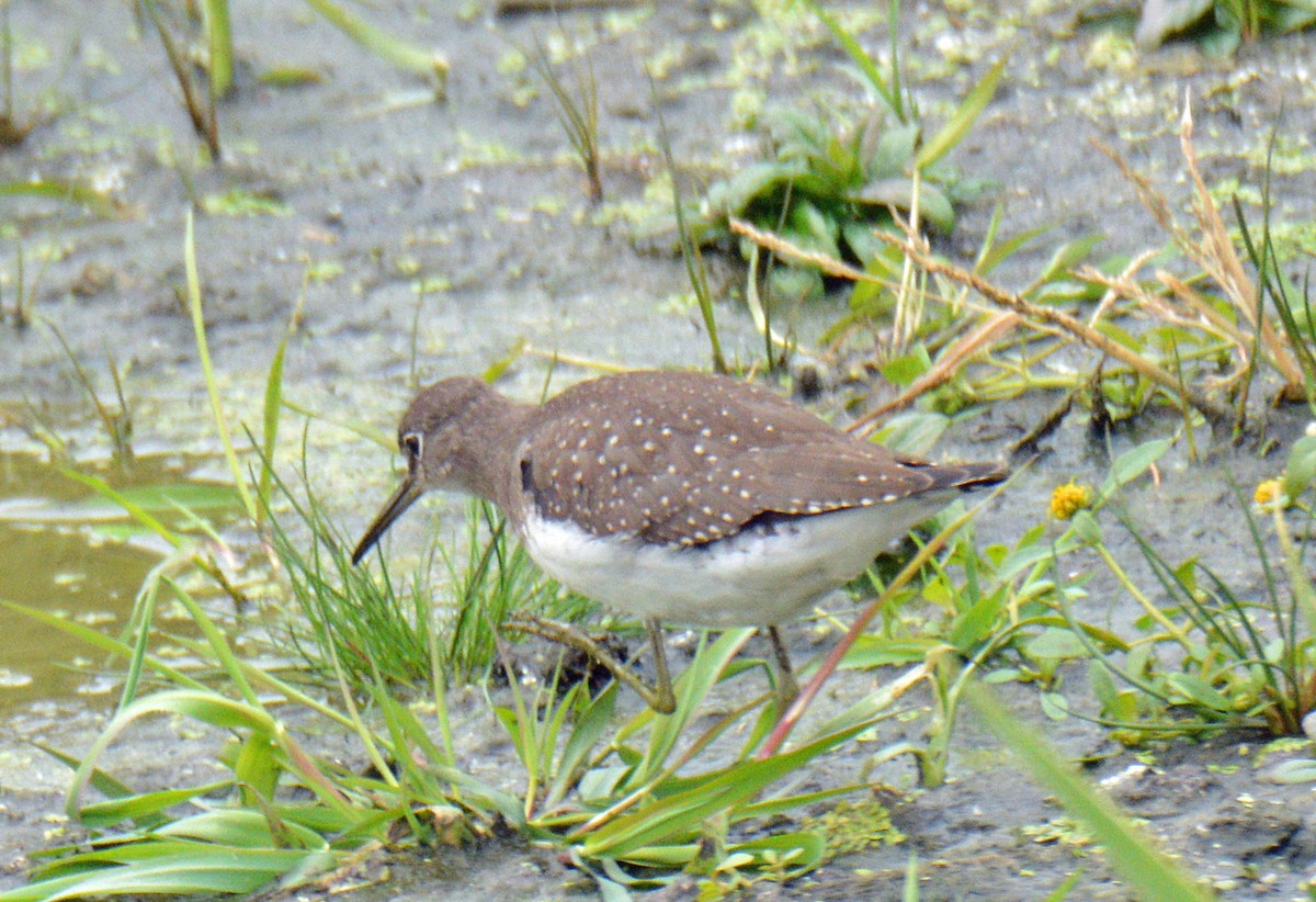 Solitary Sandpiper - ML643462224