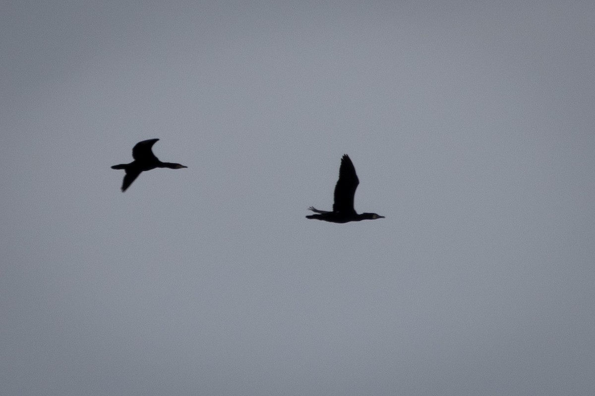 Cormorano - ML643462240