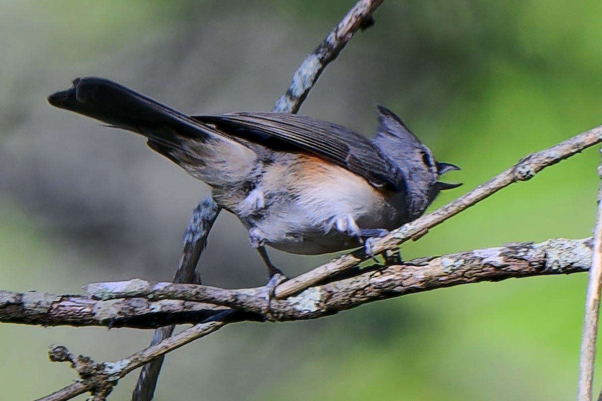 Herrerillo Bicolor - ML643462241