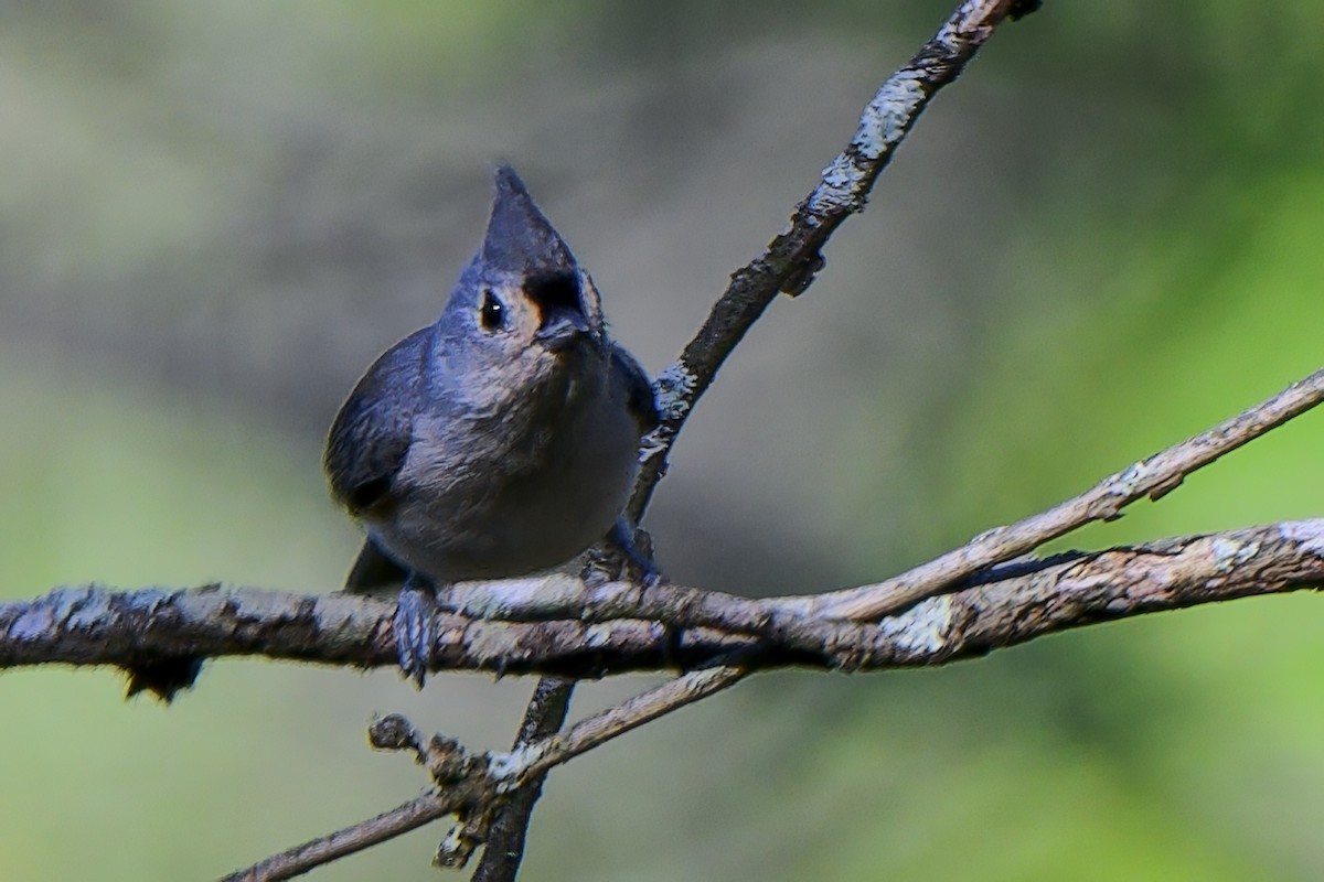 Herrerillo Bicolor - ML643462243