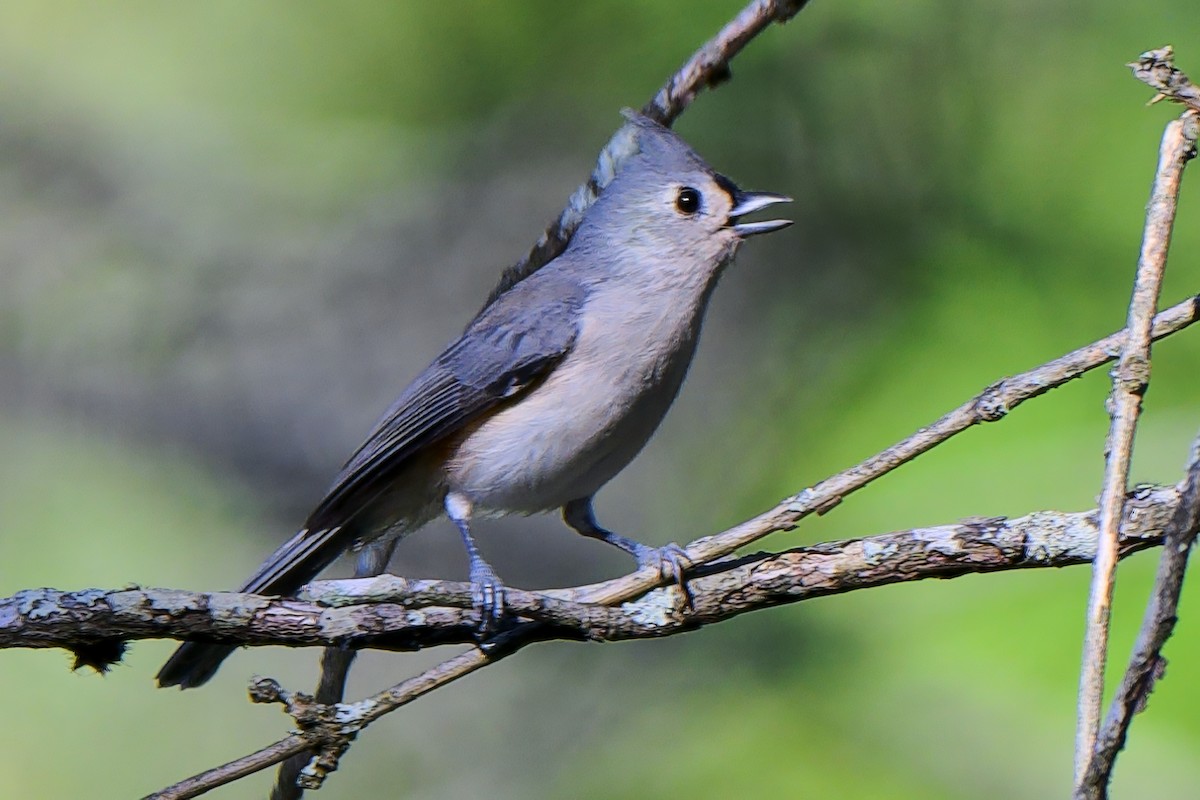 Herrerillo Bicolor - ML643462244