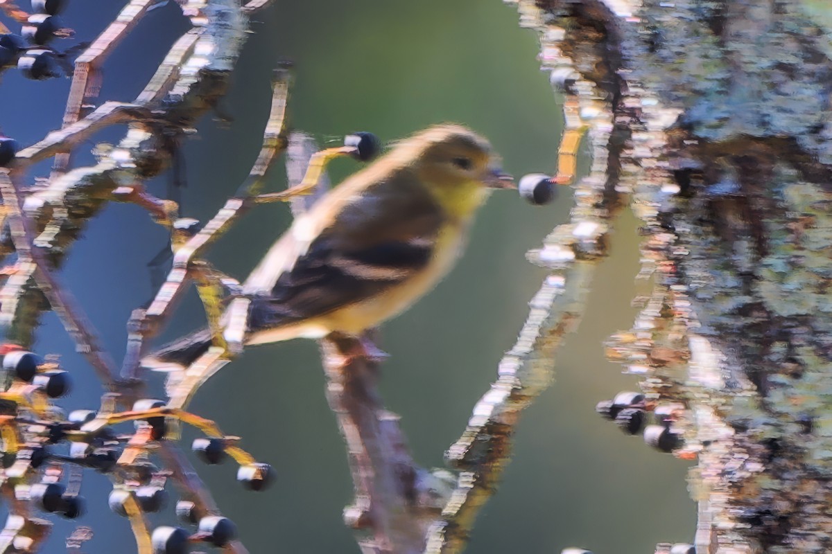 American Goldfinch - ML643462251